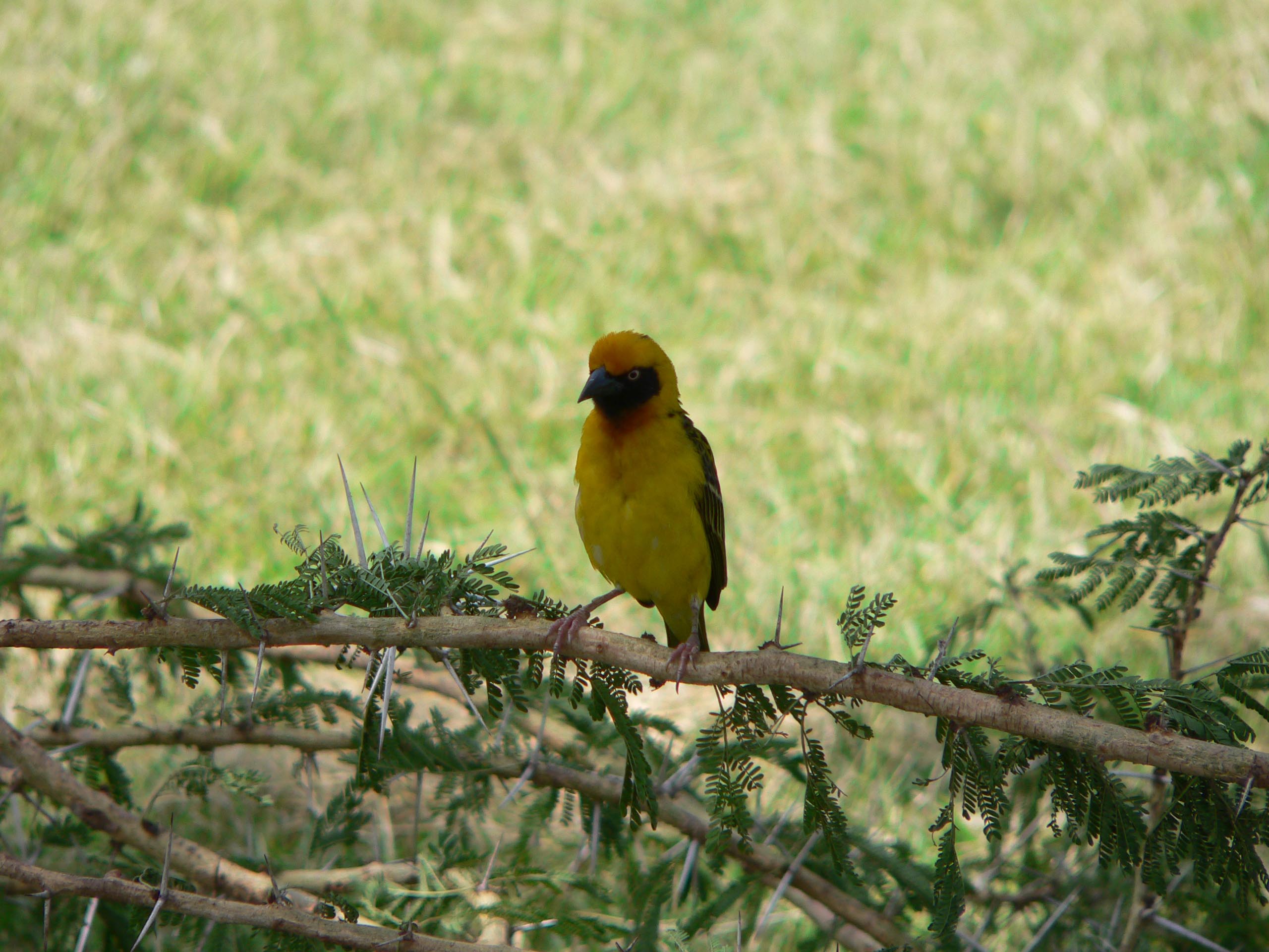 Wallpapers Animals Birds - Misc oiseau tisserant