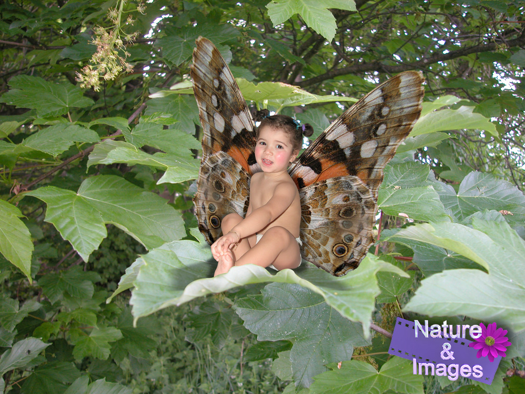 Fonds d'cran Hommes - Evnements Bbs - Enfants Papillon de jour