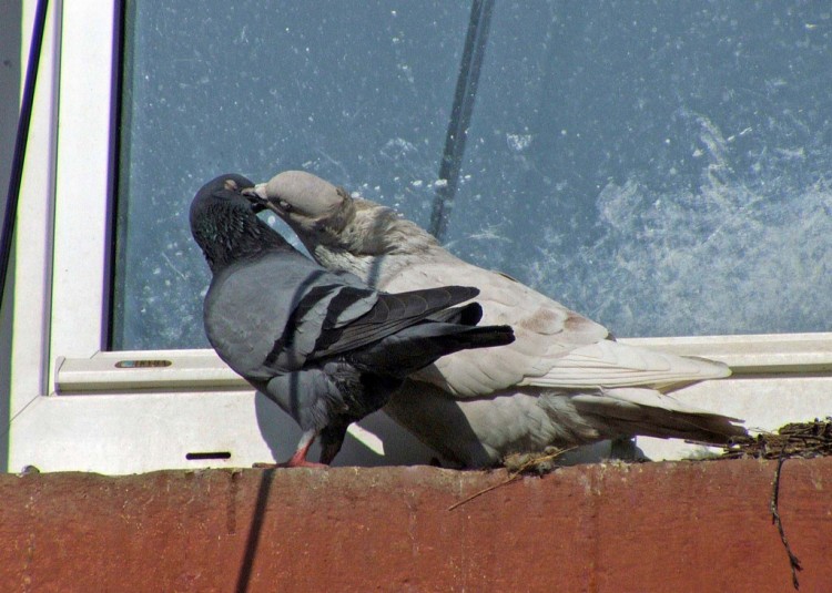 Fonds d'cran Animaux Oiseaux - Pigeons et Tourterelles Saison d'amour...