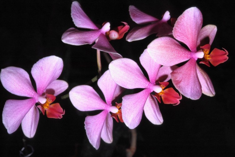 Wallpapers Nature Flowers Orchides