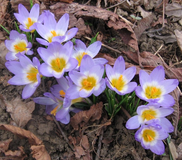 Fonds d'cran Nature Fleurs Crocus mauve des Jardins de Remicourt