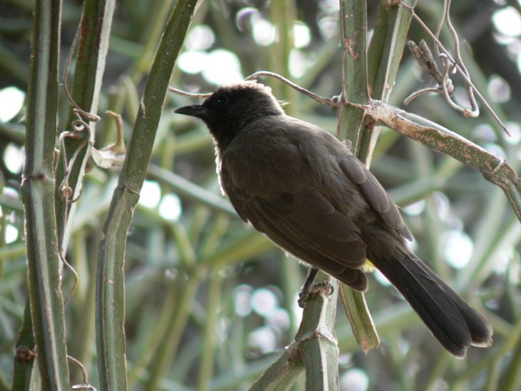 Wallpapers Animals Birds - Misc l'oiseau sur la branche