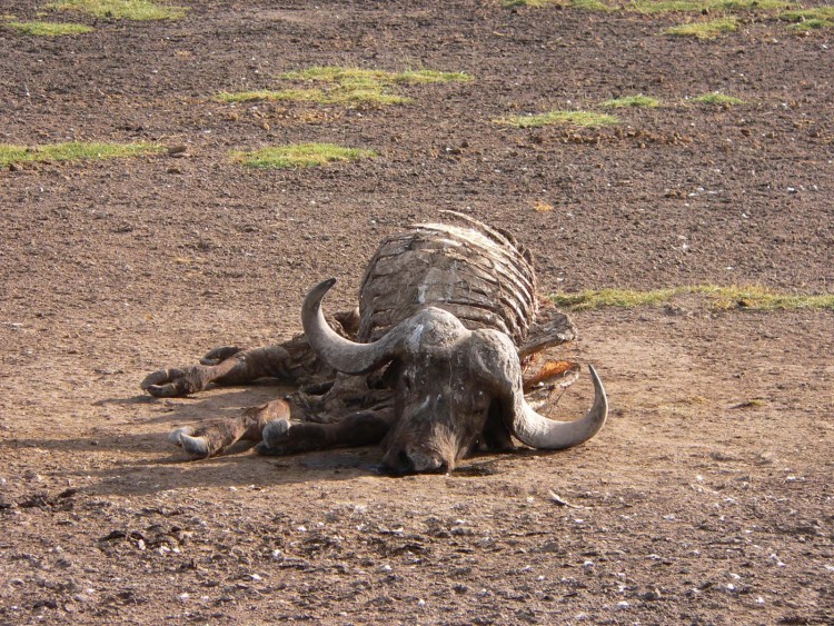 Wallpapers Animals Buffalo la loi de la savane