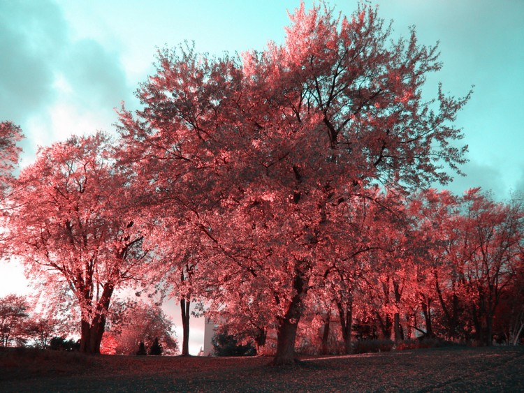 Fonds d'cran Nature Arbres - Forts Fathers' Hill