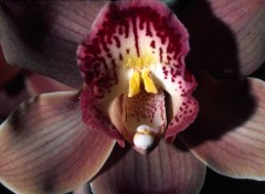 Fonds d'cran Nature Orchides