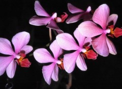 Wallpapers Nature Orchides