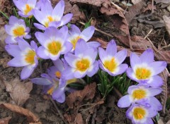 Fonds d'cran Nature Crocus mauve des Jardins de Remicourt