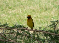 Fonds d'cran Animaux oiseau tisserant