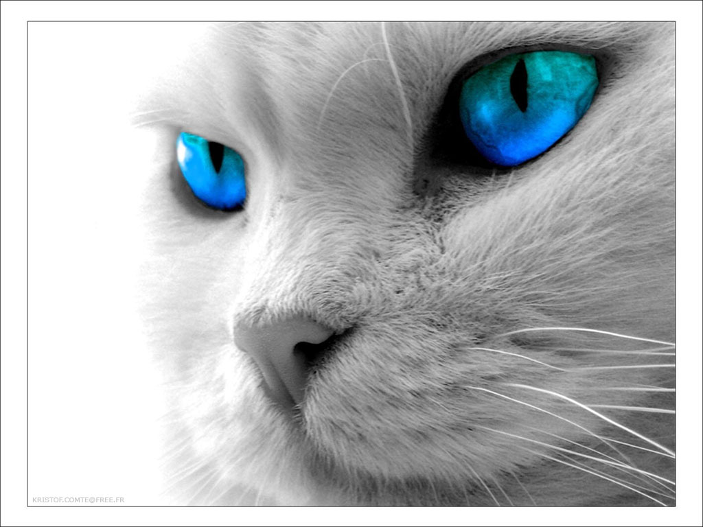 Fonds d'cran Art - Numrique Animaux Blue_eyes