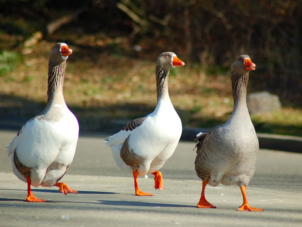 Wallpapers Animals Birds - Geese Afternoon Waddle