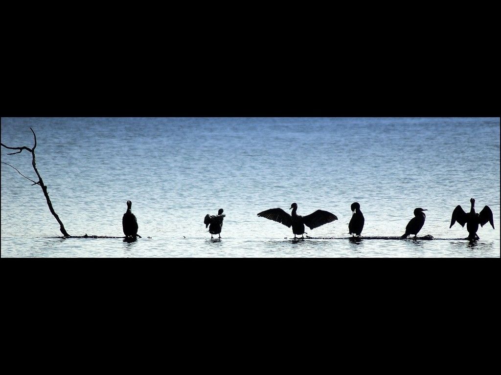 Fonds d'cran Animaux Oiseaux - Divers All in a row