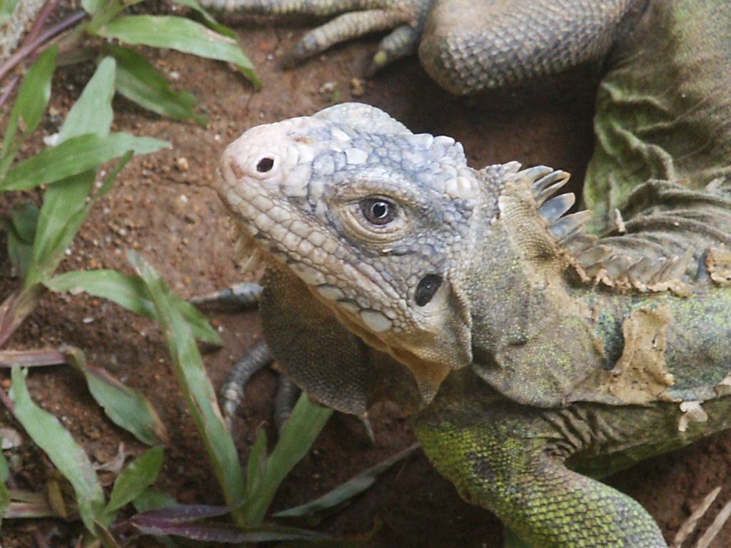 Fonds d'cran Animaux Lzards - Iguanes Iguane