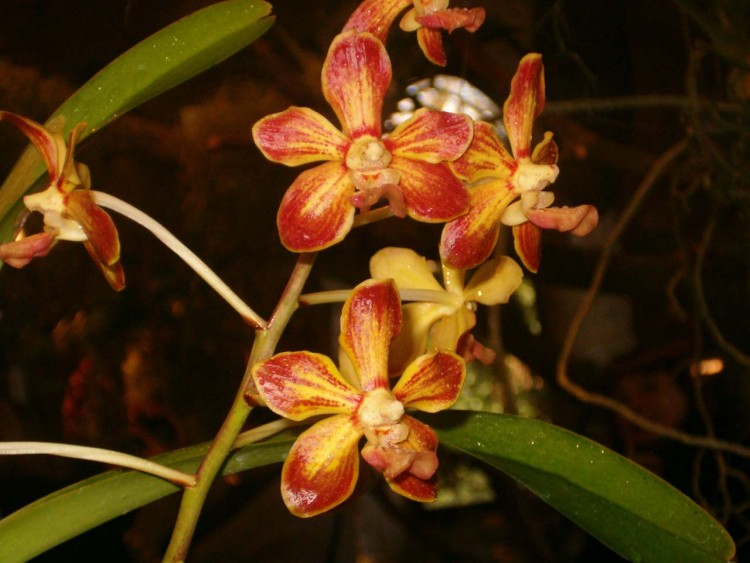 Fonds d'cran Nature Fleurs orchide