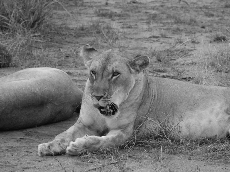 Wallpapers Animals Felines - Lions Safari Photo au Kenya