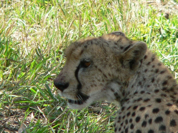 Wallpapers Animals Felines - Cheetahs le plus rapide du monde