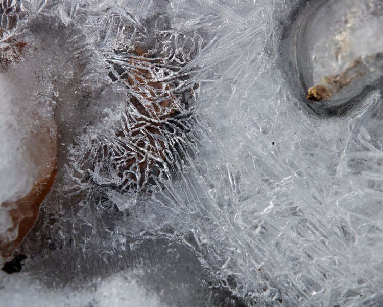 Fonds d'cran Nature Saisons - Hiver Prisonnire