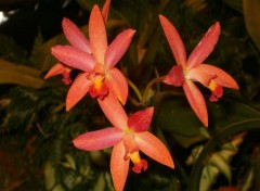 Fonds d'cran Nature orchide