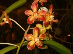 Fonds d'cran Nature orchide