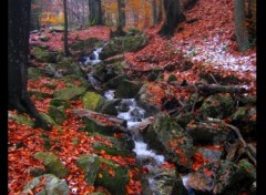 Fonds d'cran Nature petit ruisseau  Spa