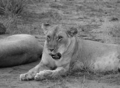 Fonds d'cran Animaux Safari Photo au Kenya