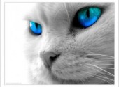 Wallpapers Digital Art Blue_eyes