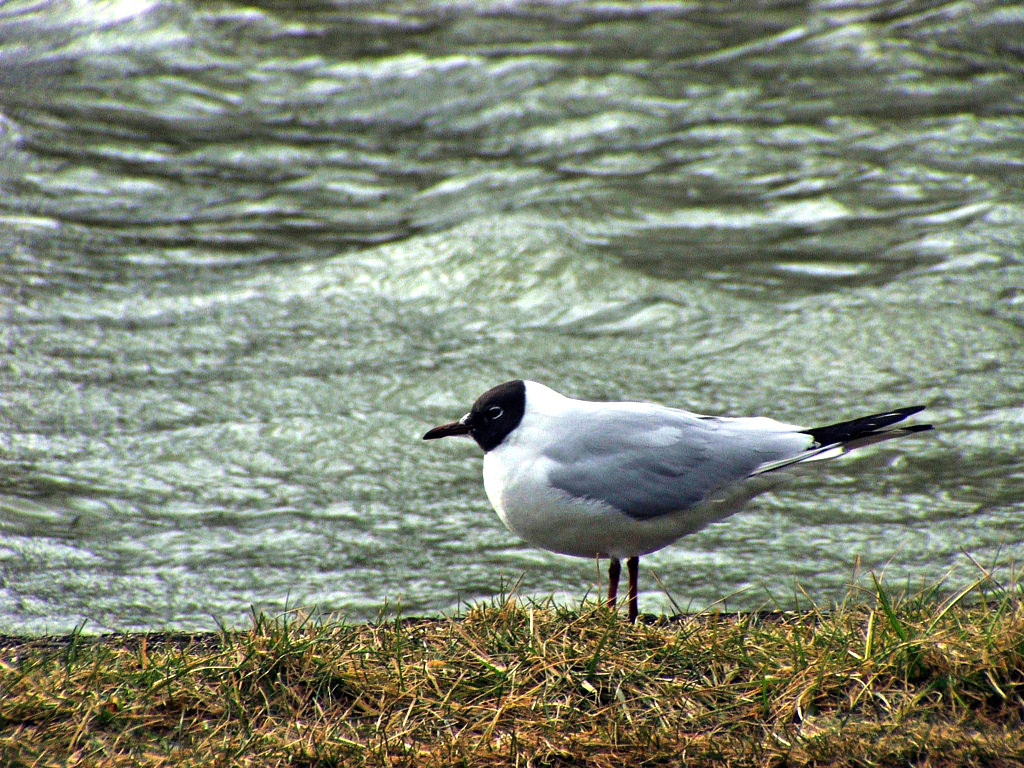 Fonds d'cran Animaux Oiseaux - Mouettes et Golands Vague  l'me...