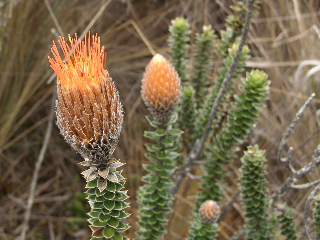 Fonds d'cran Nature Fleurs Flor del Cajas