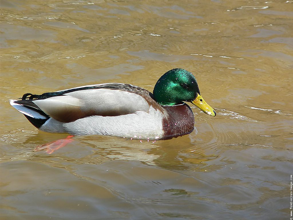 Wallpapers Animals Birds - Ducks Canard