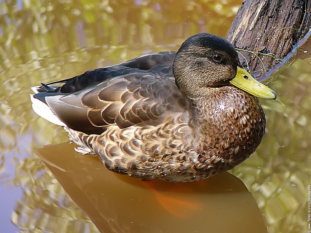 Wallpapers Animals Birds - Ducks Canard