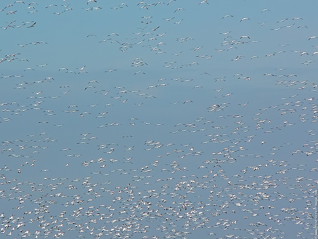 Fonds d'cran Animaux Oiseaux - Canards Oies blanches