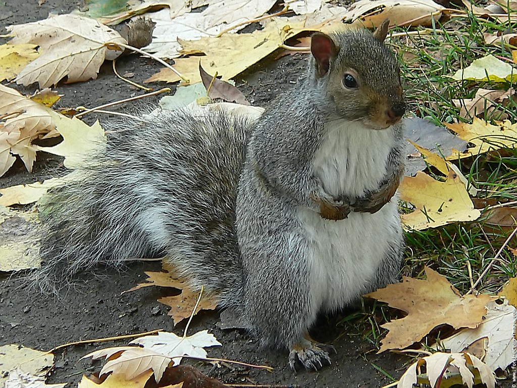 Wallpapers Animals Rodents - Misc cureuil