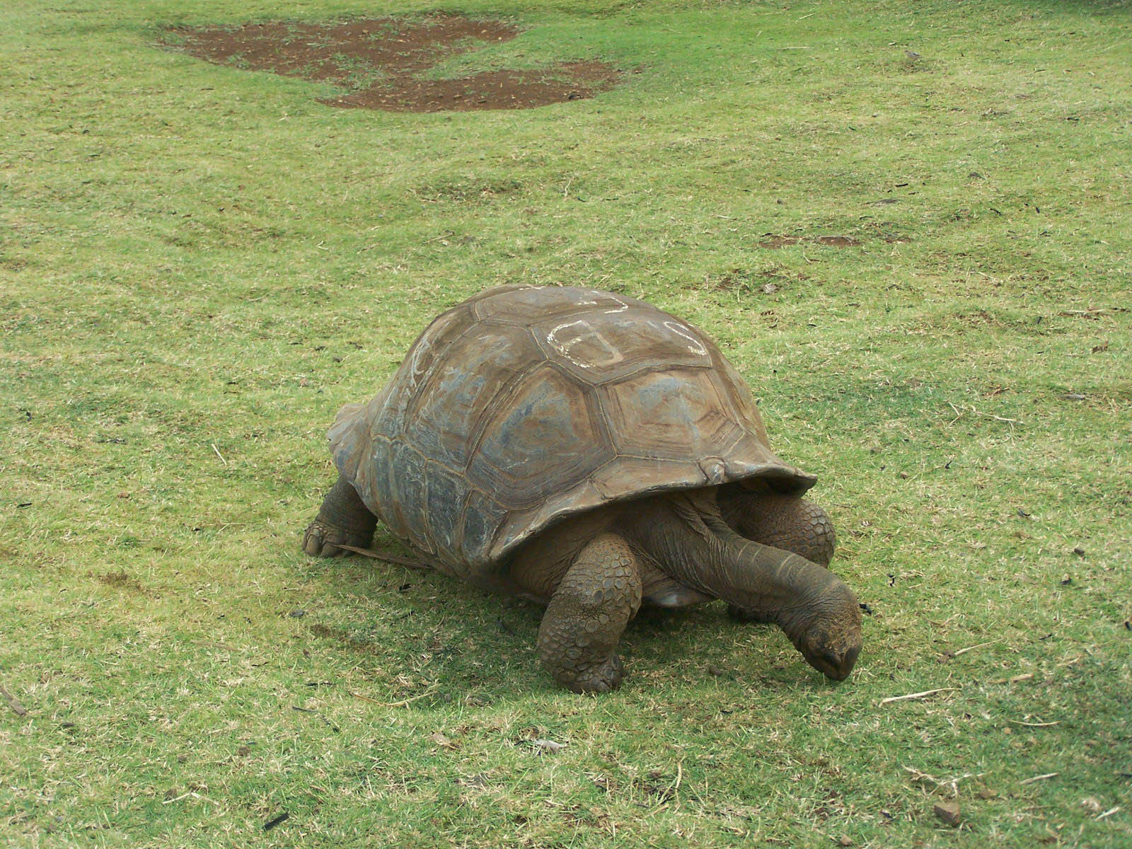 Wallpapers Animals Miscellaneous Tortue Centenaire