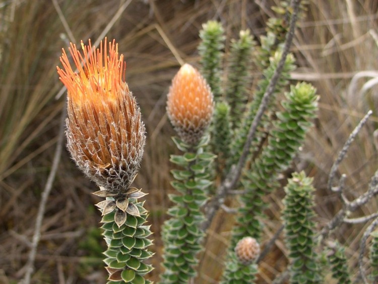 Wallpapers Nature Flowers Flor del Cajas