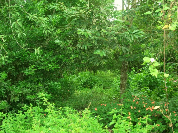 Fonds d'cran Nature Plantes - Arbustes Solo Verde