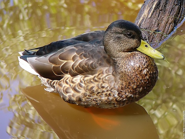 Wallpapers Animals Birds - Ducks Canard