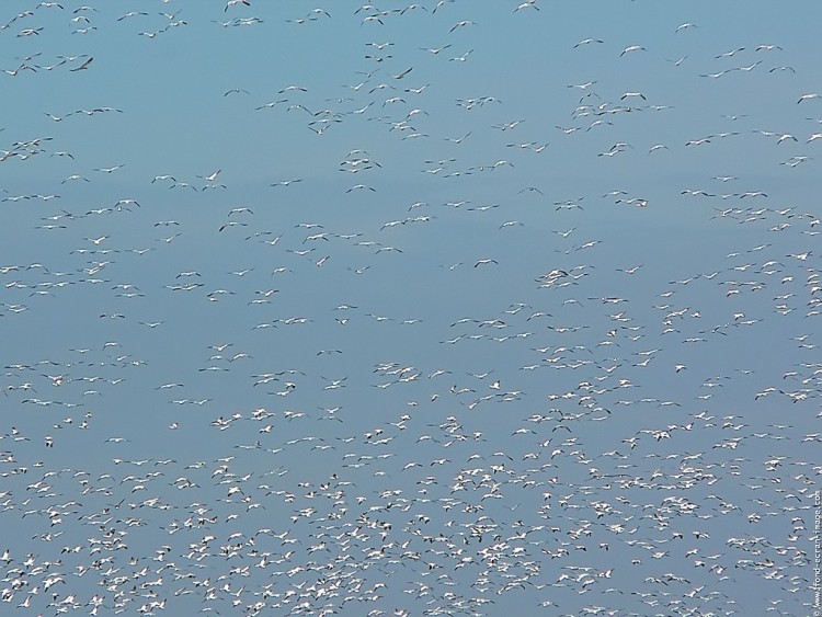 Fonds d'cran Animaux Oiseaux - Canards Oies blanches