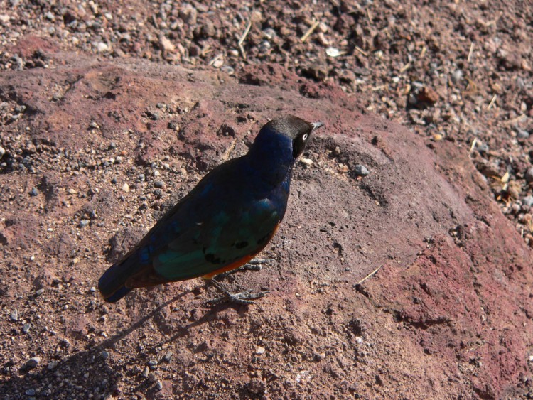 Fonds d'cran Animaux Oiseaux - Merles merle du kenya