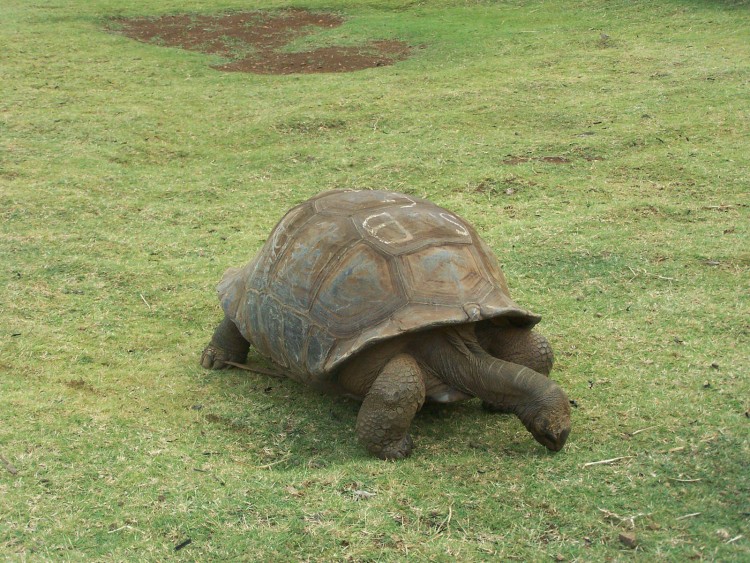 Fonds d'cran Animaux Divers Tortue Centenaire