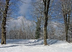 Fonds d'cran Nature Saison d'hiver