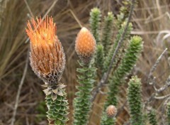 Wallpapers Nature Flor del Cajas