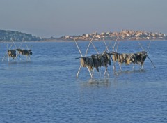 Fonds d'cran Nature Languedoc/Roussillon