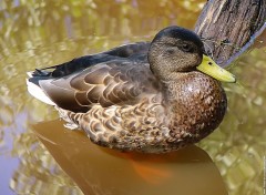 Wallpapers Animals Canard