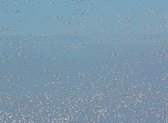 Fonds d'cran Animaux Oies blanches