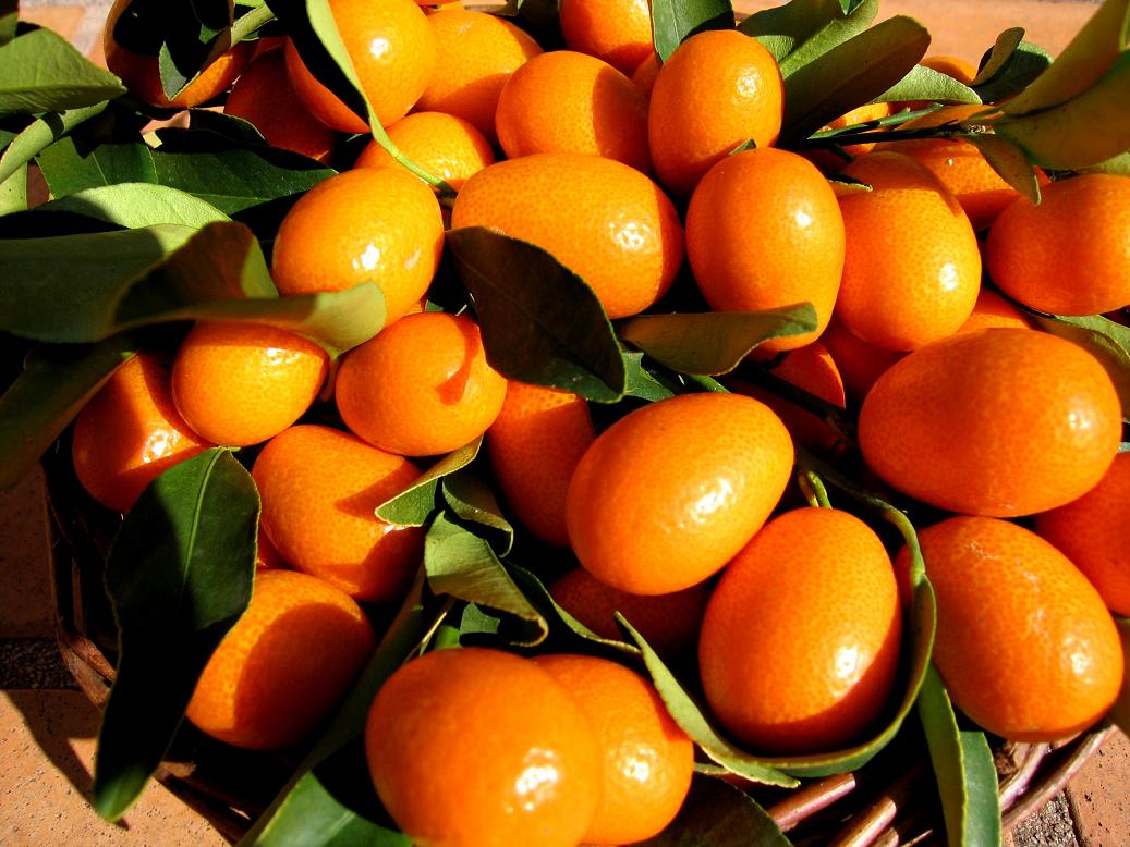 Wallpapers Nature Fruits Panier de Kumquats