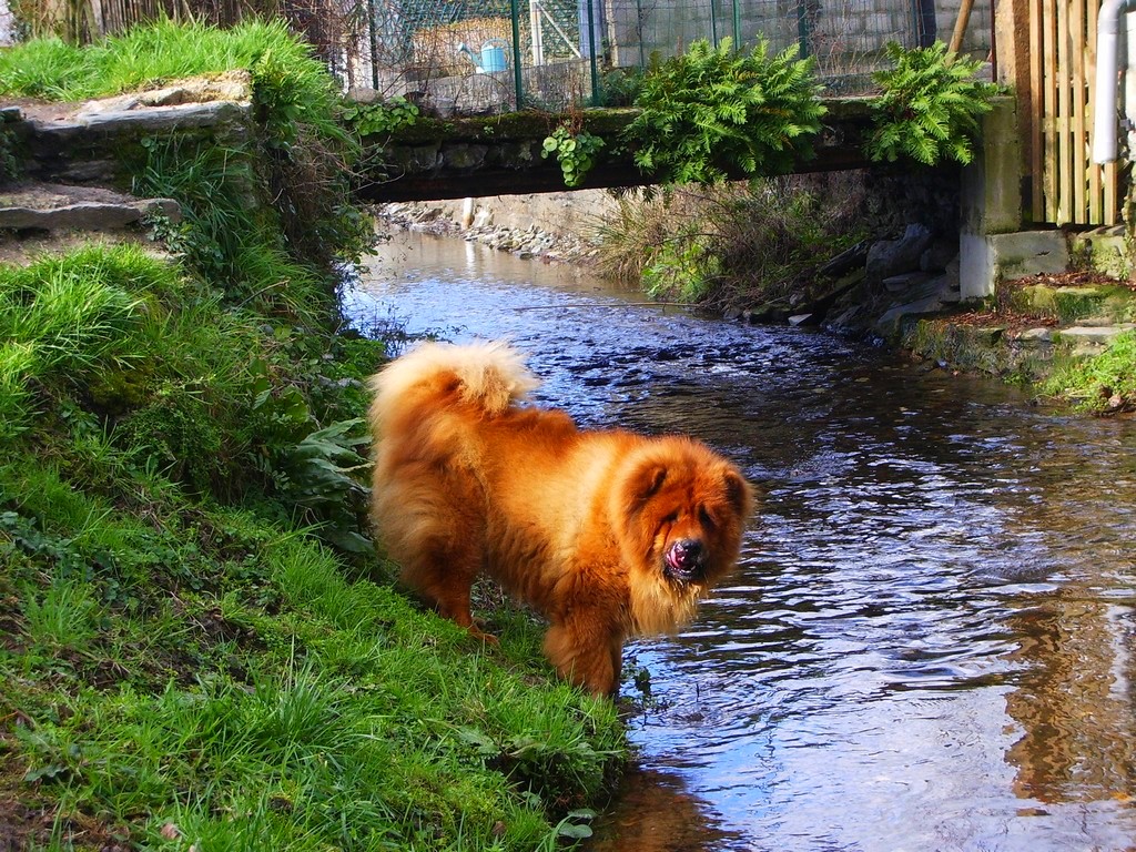 Wallpapers Animals Dogs mon chowchow