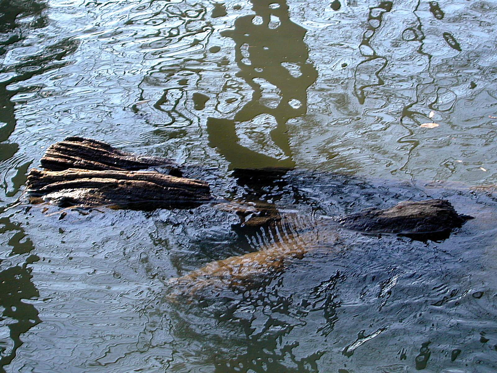 Wallpapers Nature Water - Reflection Reflets