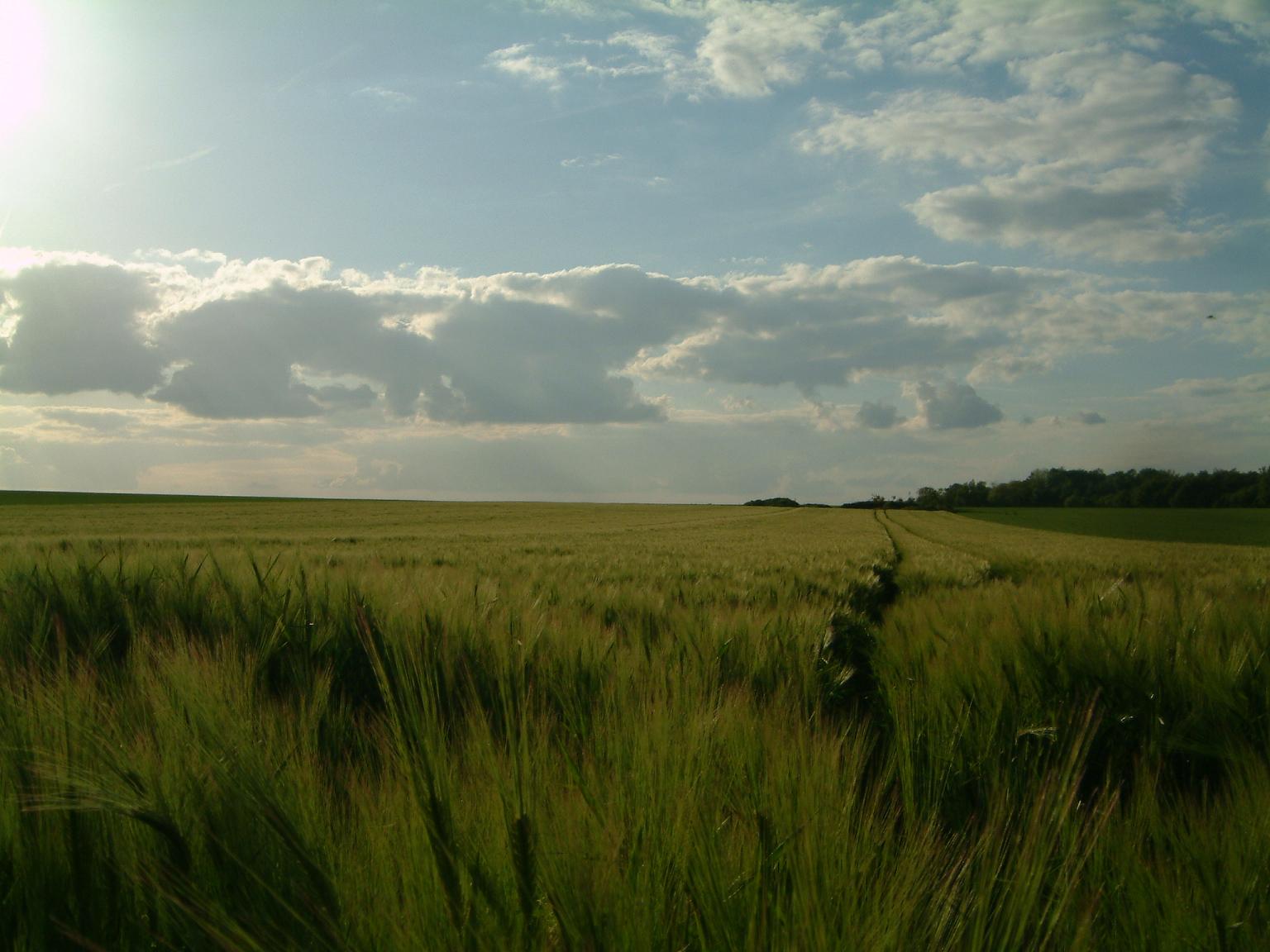 Fonds d'cran Nature Champs - Prairies  prouais