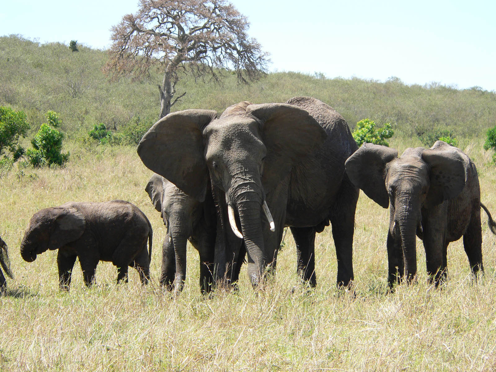 Fonds d'cran Animaux Elphants attention on passe