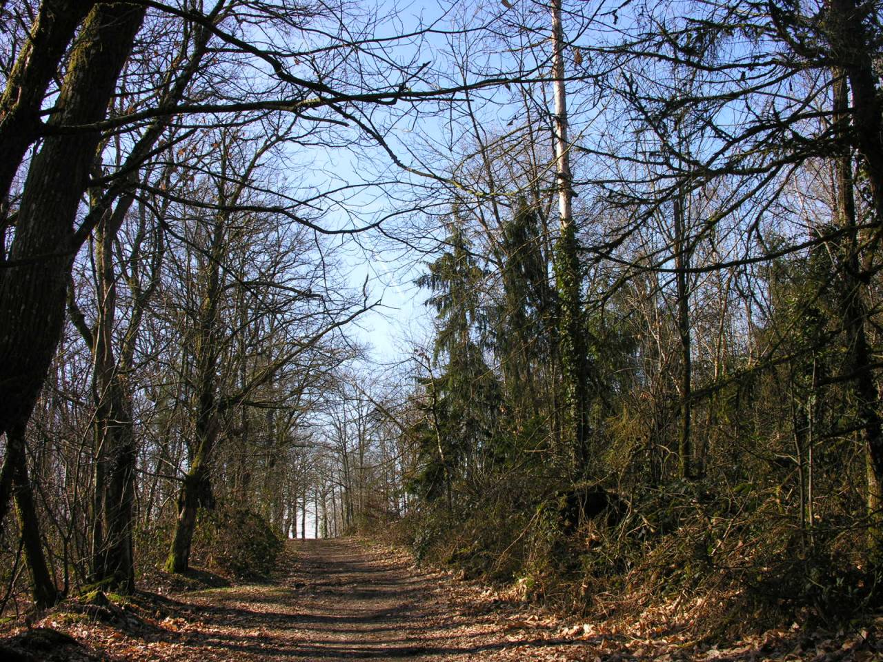 Fonds d'cran Nature Arbres - Forts Chemin de promenade