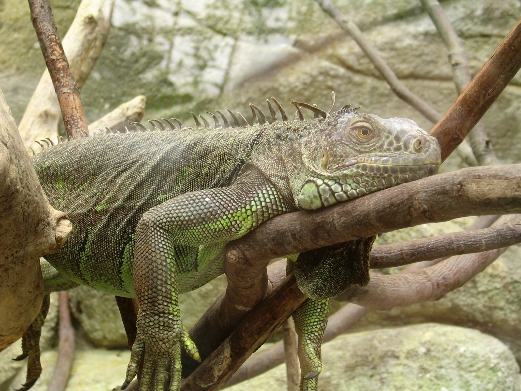 Wallpapers Animals Lizards - Iguanas Un gros lzard qui fait la sieste.